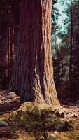 un sereno bosque paisaje con arboles y rocas video