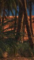 een verbijsterend landschap met palm bomen en een levendig rood zand duin video