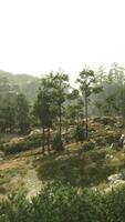 A serene landscape with trees and rocks in a grassy area video