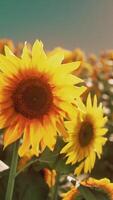 een levendig veld- van zonnebloemen tegen een mooi lucht backdrop video