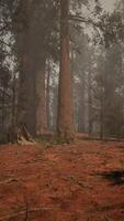 un' denso foresta con torreggiante alberi video