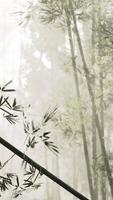 A serene bamboo grove enveloped in mist video