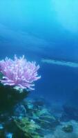 a embaixo da agua Visão do uma coral recife com uma mergulho barco dentro a fundo video