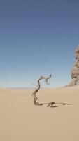 A lone tree in the middle of a desert video