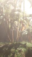 A group of palm trees in a grassy area video