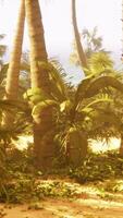 A view of a beach with palm trees and the ocean in the background video