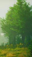 A misty forest with a dense canopy of trees video