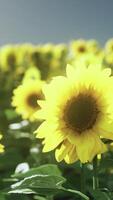 een levendig veld- van zonnebloemen onder een Doorzichtig blauw lucht video