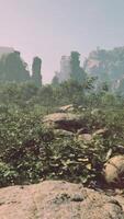 A picture of some rocks and plants in the woods video