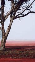 uma solitário árvore em pé dentro uma vibrante vermelho campo video