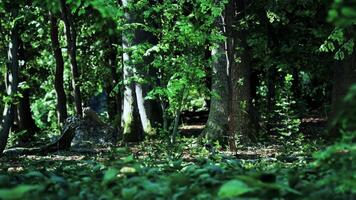 un' foresta pieno con molte di verde alberi. buio foresta video