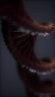 loopable structure of the DNA double helix animation video