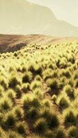 un vasto herboso campo con majestuoso montañas en el distancia video