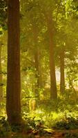 un denso bosque con vibrante follaje y alto arboles video