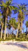 ein tropisch Paradies mit Palme Bäume und ein makellos Strand video