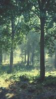 A lush and vibrant forest with a dense canopy of trees and lush green grass video