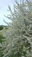 antenne visie van bloeiend bomen met wit bloemen in voorjaar video