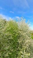 fpv vuelo mediante floreciente arboles con blanco flores en primavera video