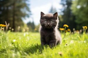 A small black kitten is calmly sitting among green grass in a peaceful outdoor setting. photo
