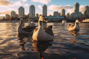 A group of ducks peacefully floating on the water of a serene lake. photo