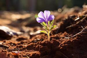 A small purple flower is sprouting upwards from the soil, showcasing the beauty of natures resilience and growth. photo