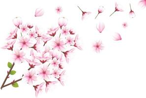 generated ai Cherry blossom and sakura on white background vector