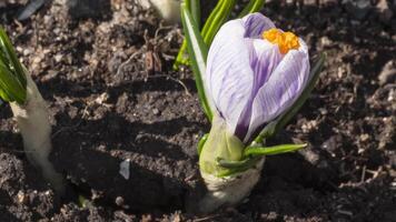 tempo periodo di un' bellissimo primavera lilla fiore croco fioritura. germoglio apertura e chiusura nel il sole. primavera primula nel il giardino video