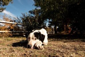 Dog waiting sadly photo