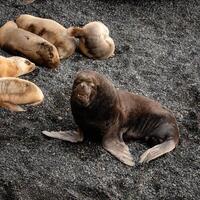 male sea lion on the defensive photo