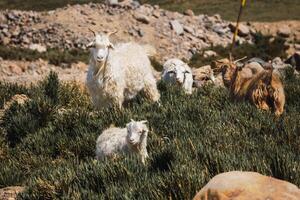 goats curiosity looking photo