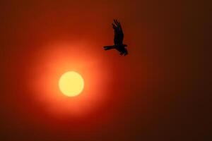 Sun fire whit bird silhouette photo