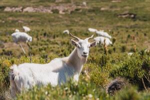 goat in the valley of Andes mountains photo