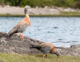 Cauquen on the shore photo