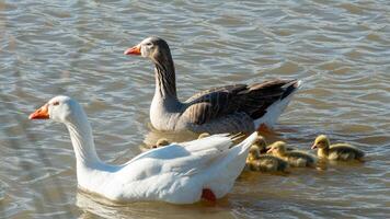 pair of goose and their chicks at the lagoon photo