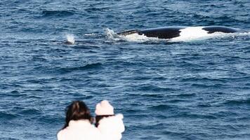 southern right whale on the coast photo