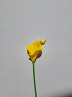 A Yellow Flower photo