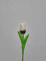 A White Flower photo