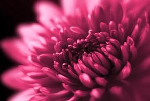 Close-up of bright chrysanthemum photo