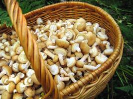 Eatable mushrooms in the big basket photo