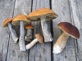 Eatable mushrooms on wooden table photo