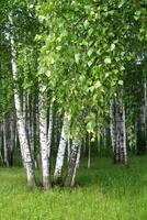 Birch trees with young foliage in forest photo