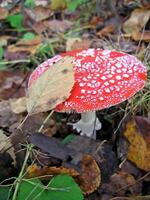 Poisonous mushroom a red fly agaric in forest photo