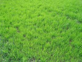 Green grass lawn background photo