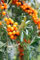 Branch of ripe sea buckthorn berries, close-up photo