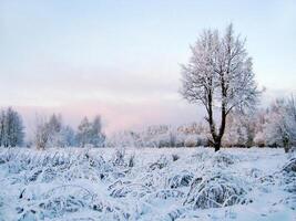 Winter landscape with a lonely tree photo