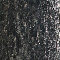 the texture of an old, brownish tree trunk photo