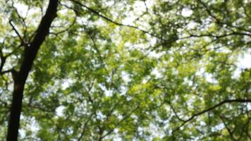 a tree that has lots of twigs and green leaves in the morning photo