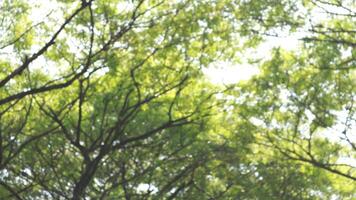 a tree that has lots of twigs and green leaves in the morning photo