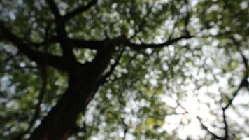 un árbol ese tiene un montón de leña menuda y verde hojas en el Mañana foto