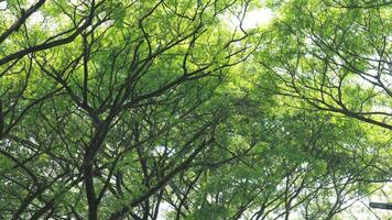 a tree that has lots of twigs and green leaves in the morning photo